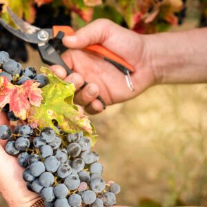Emails viticulteurs régions